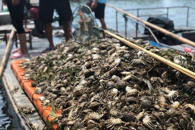 "黑水"过境洪泽湖万亩鱼蟹绝收 初步调查:疑来自安徽