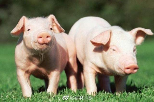 江苏无锡发生非洲猪瘟疫情 发病12头死亡9头