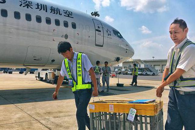 犬类宠物打“飞的” 南京禄口机场推出犬类宠物货运托运服务