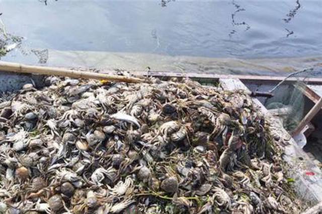 受台风影响 安徽泄洪导致下游鱼蟹大量死亡