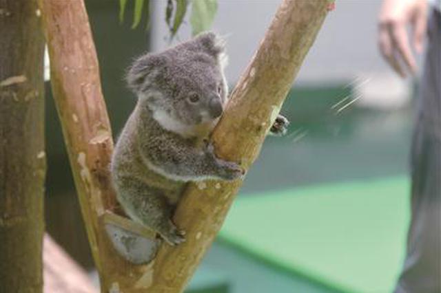 超萌小考拉请南京人取名 饲养员私下叫她“梧茉筹”