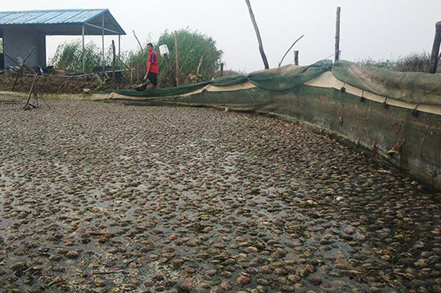 洪泽湖污染损失2.34亿 江苏组织渔民生产自救