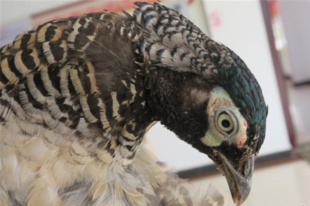 男子买6只幼隼一审获刑五年 重审改判无罪