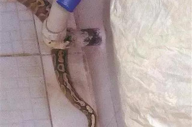 凌晨家里狗叫个不停 女主人到客厅一看吓到腿都软