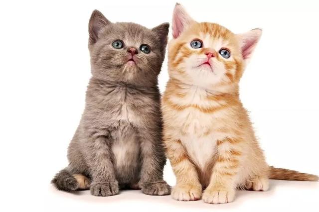 中国人养宠物花了1708亿元 这些数据看了让人惊呆