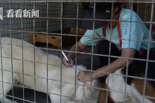 网红母女遛狗不拴绳与孕妇冲突 犬只涉违规饲养将被没收