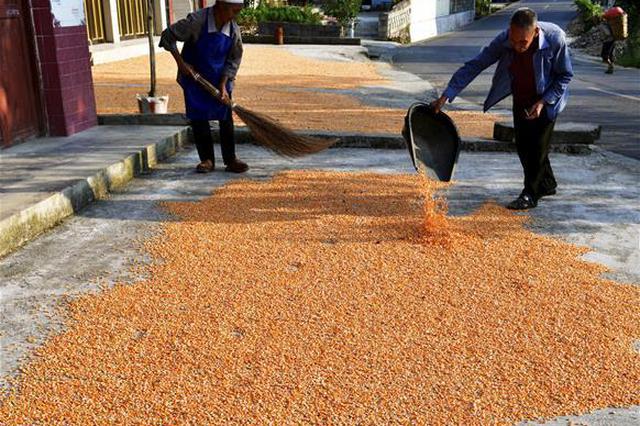 水泥路上晒玉米致车翻人亡 法院：镇政府也要担责