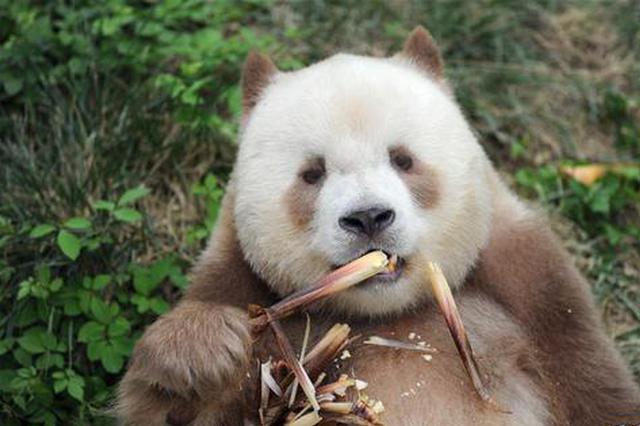 秦岭棕色大熊猫：“弃仔”到“七仔” 命运大不同