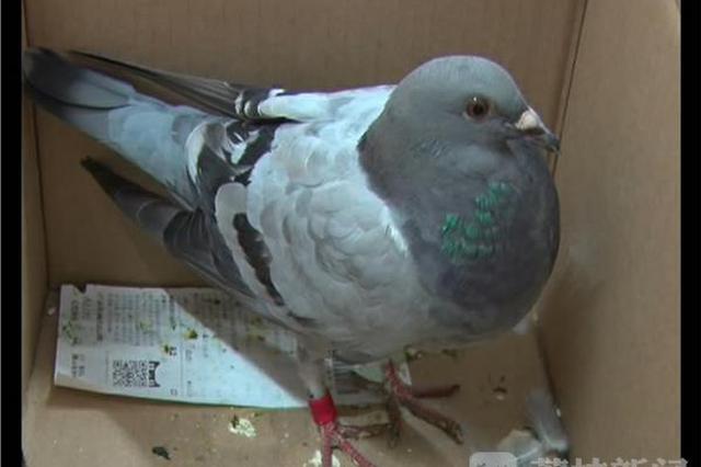 国内首起信鸽比赛舞弊案宣判 鸽子竟乘高铁回巢