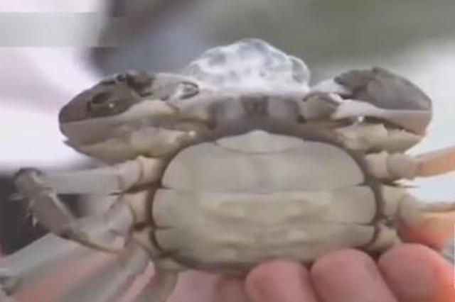 阳澄湖大闸蟹还没开捕就已到处卖 行业协会回应