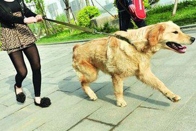 “最严”养犬令 你的城市可能十几年前就出台了