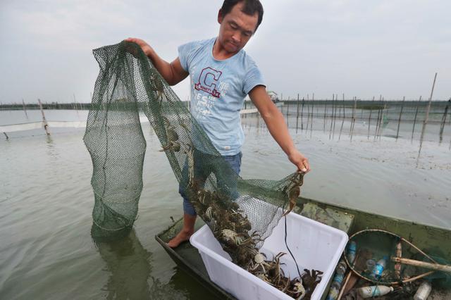 太湖为保水质全面拆除围网 明年起禁止“圈养”大闸蟹