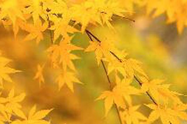 昨日秋分沿江和苏南有雾 未来几天冷空气全面控制江苏