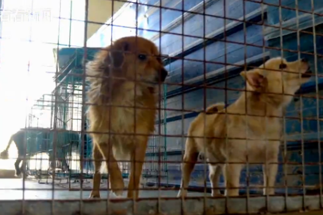 丹阳一流浪狗几分钟内连咬3人 建议对随意弃狗者追责