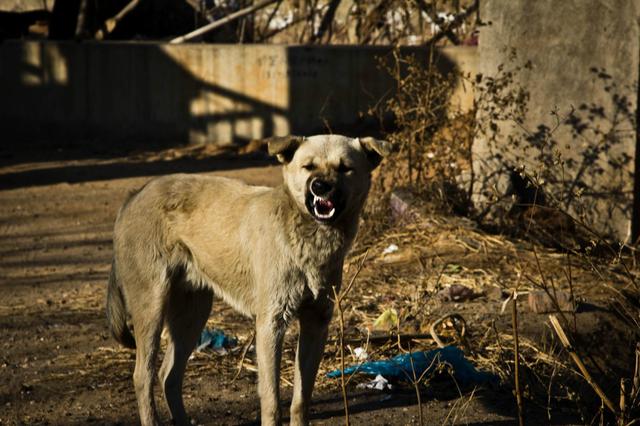 丹阳某村头短短几分钟 一条流浪狗连咬3人