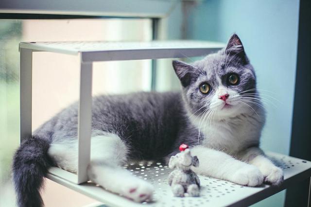 “猫经济”追赶“狗经济” 中国宠物消费市场规模达1708亿