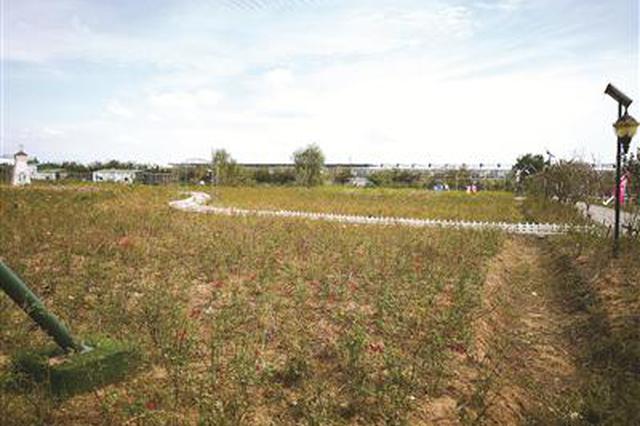 南京江宁百亩花海变草海 游客惊呼被景区美颜照骗了