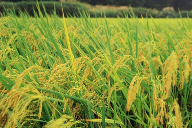 一款除草剂让上万亩水稻遭殃 除草剂为何变“除稻剂”
