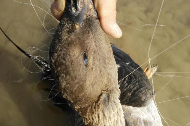 村民架网缠死飞鸟 涉非法猎杀珍贵野生动物被拘役