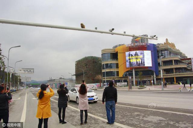 武汉女司机开车顶着引擎盖上的保洁员行驶十余公里