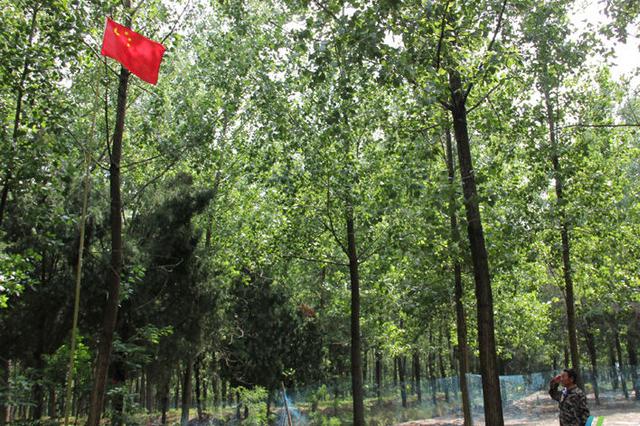 江苏大地上的国旗故事:林场里一个人的升旗仪式