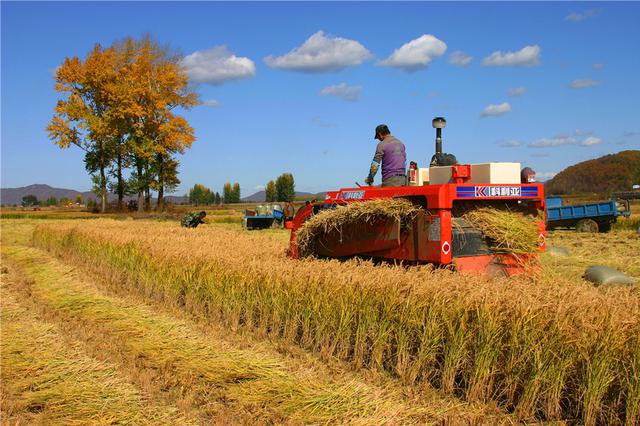 江苏推出“苏标”大米 形成全产业链标准体系