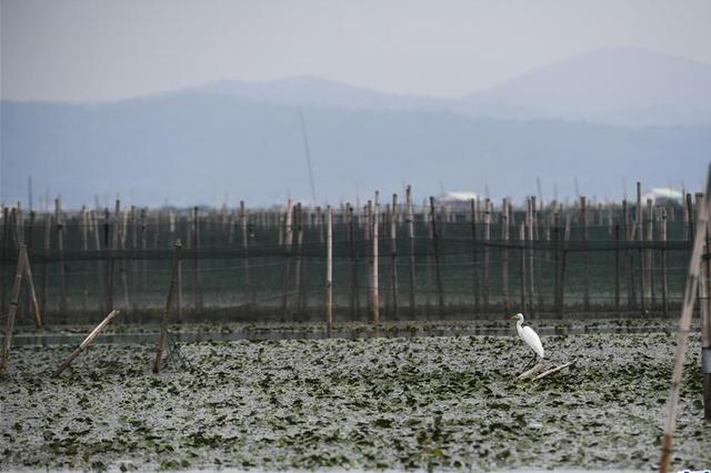 给鱼喂孔雀石绿 两养殖户被罚58万还坐牢！