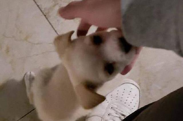 高校男生自曝7楼扔下宠物狗摔死 校方：正在调查处理