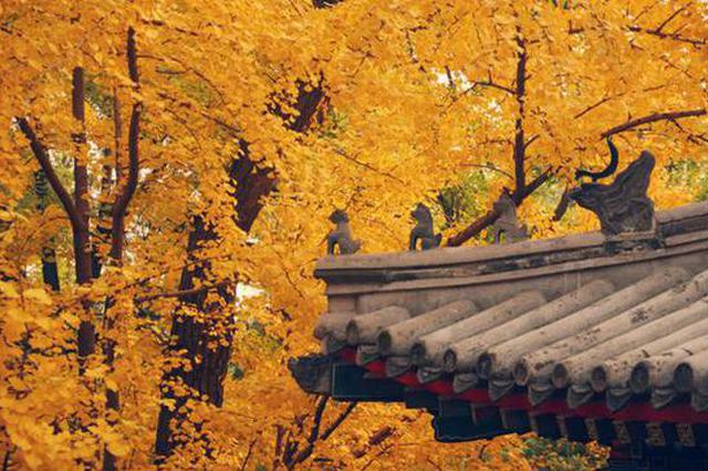 秋叶红啦！多地送出赏叶“大礼包” 快来瞅瞅