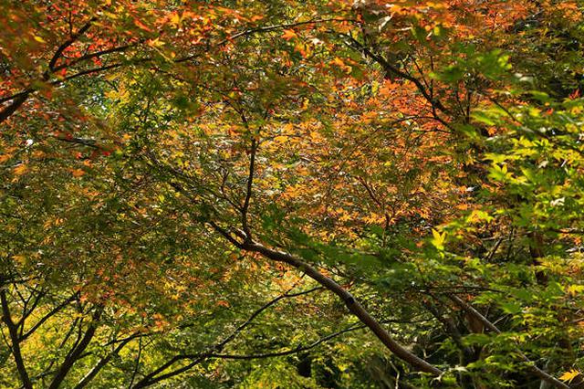 第十八届“秋栖霞”红枫艺术节于南京市栖霞山正式开幕