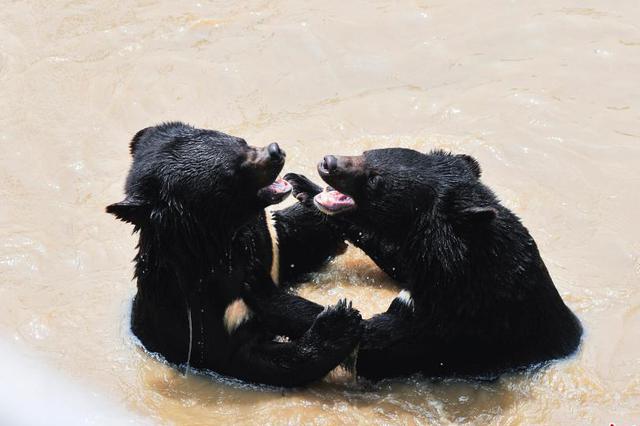 村民进山采蘑菇被黑熊攻击3次挣脱 跳5米高崖逃生