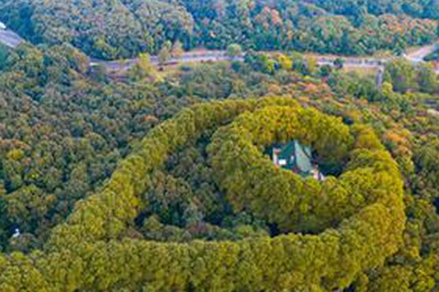 南京中山陵美龄宫梧桐初黄 绿宝石项链现新颜