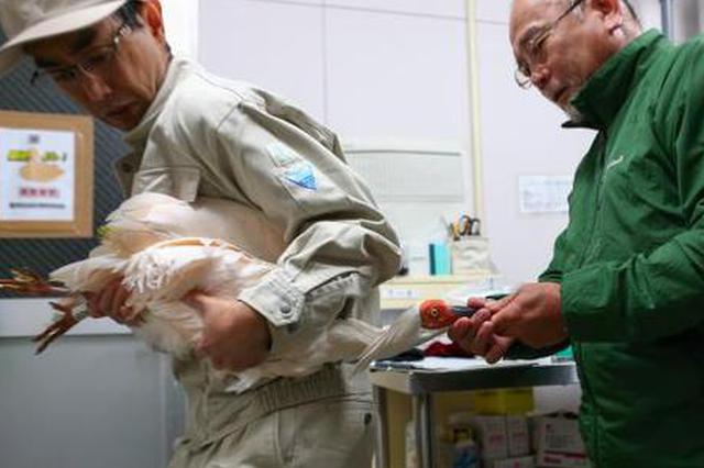 11年后中国再向日本提供朱鹮“楼楼”和“关关”顺利抵日