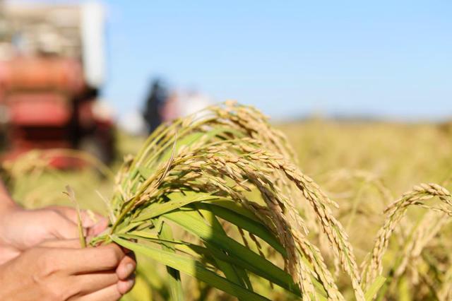 江苏耐盐水稻培育取得新突破 实测亩产超千斤