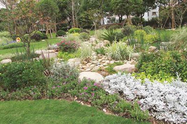 南京主城区第二批杨树更新改造全面启动 跟飘絮说拜拜