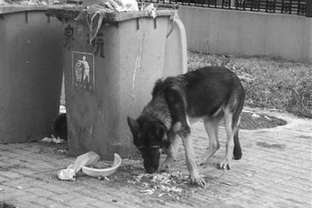 警方回应“警犬被盗案” 当事人：希望公开完整视频