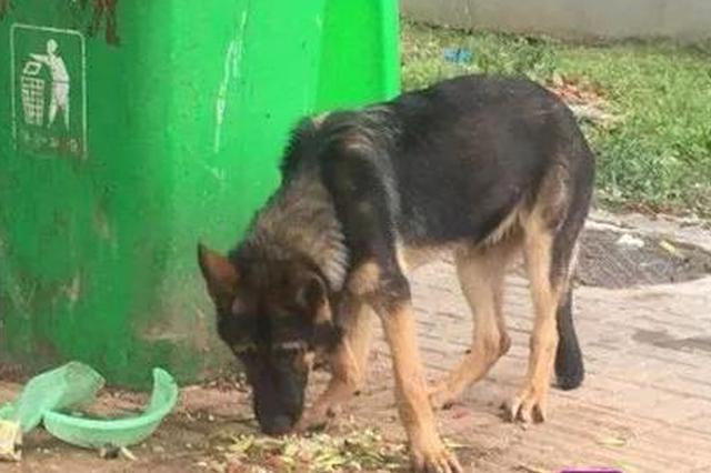 警犬被盗案进展：派出所所长被停职 当事人静待核查