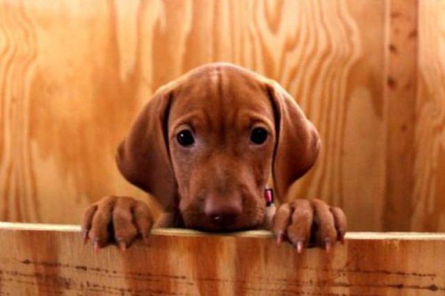 开车撞了人家宠物怎么办？交警：第一时间报警