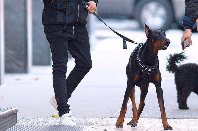 禁止白天遛狗？媒体：一刀切政策只会加剧对立