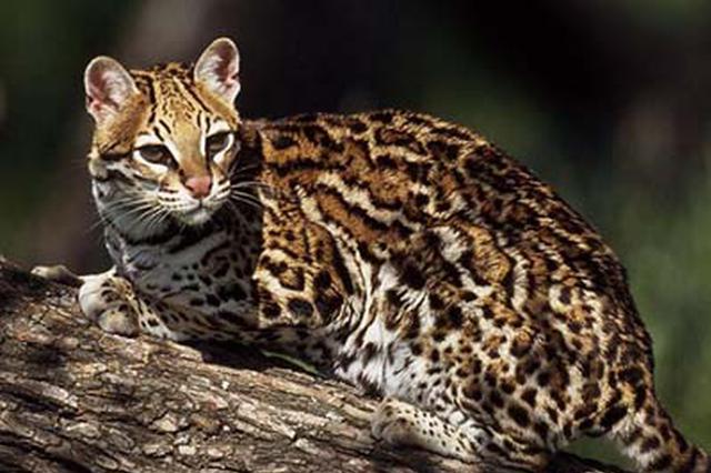 江苏大丰重现顶级捕食者豹猫