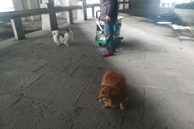 杭州女子为护子被遛狗不牵绳男子打骨折：涉事犬只无证