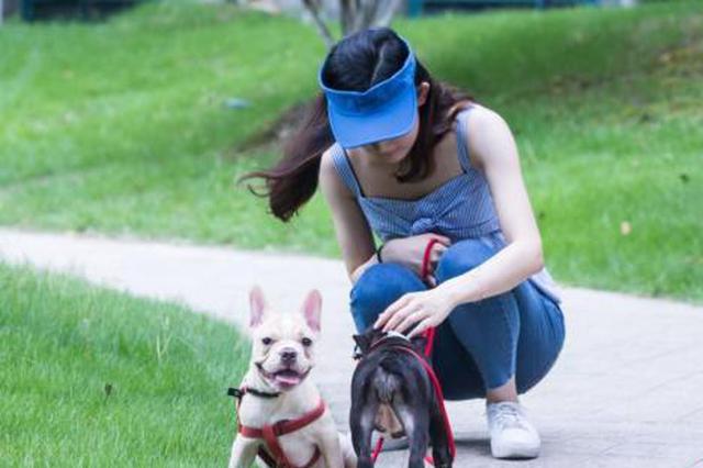 云南文山限定7点到22点禁止遛狗 办狗证业务激增