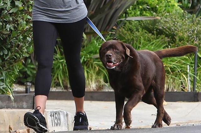 女子为护子被男子打骨折：涉事犬只无证被扣