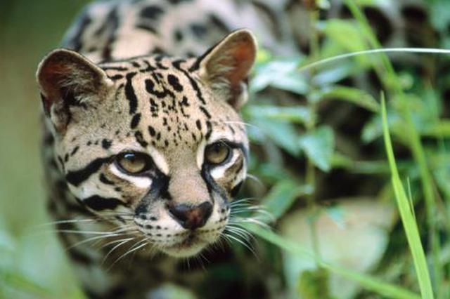 江苏沿海十几年来首次发现豹猫 系平原地带“顶级捕食者”