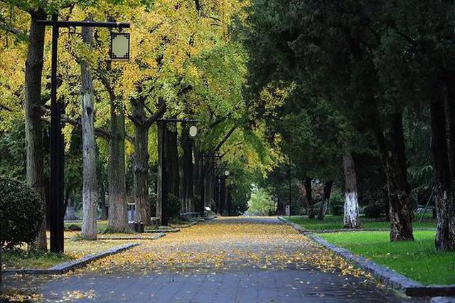 秋色任性看！南京公布37处“落叶不扫”地图