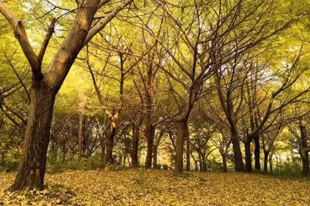 为留住秋景 南京挑选37处地点限时“落叶不扫”