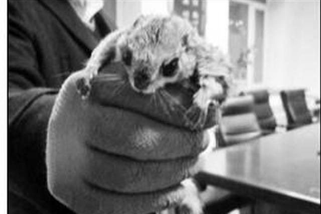 宠物飞鼠受网友追捧 有人非法捕猎网上售卖