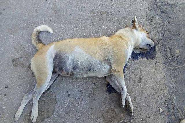 江苏一女子被自家狗咬伤患狂犬病 2天后死亡