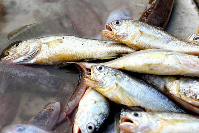 卖鱼阿姨千元现金被租客偷走 凭鱼腥味自己破案