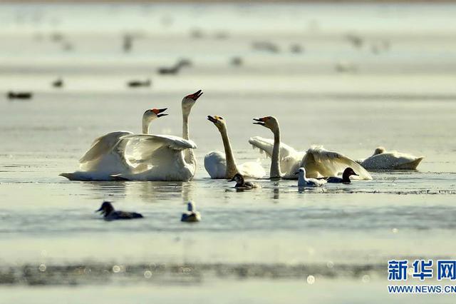湖南最大数量捕杀小天鹅案二审宣判：14人获刑，最高11年